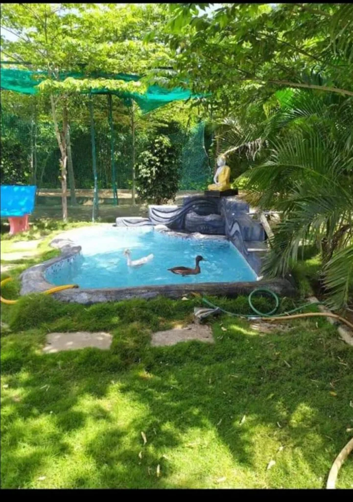 Pond with ducks